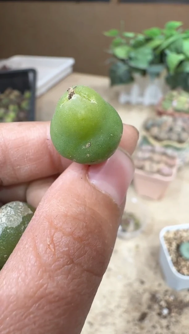 小*哥29-390多肉植物肉锥