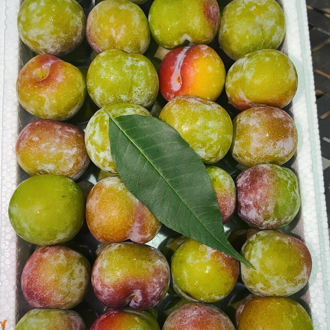 当季水果  蜂糖李 青红脆李 新鲜脆甜多汁1件3斤起辽宁发货四川省