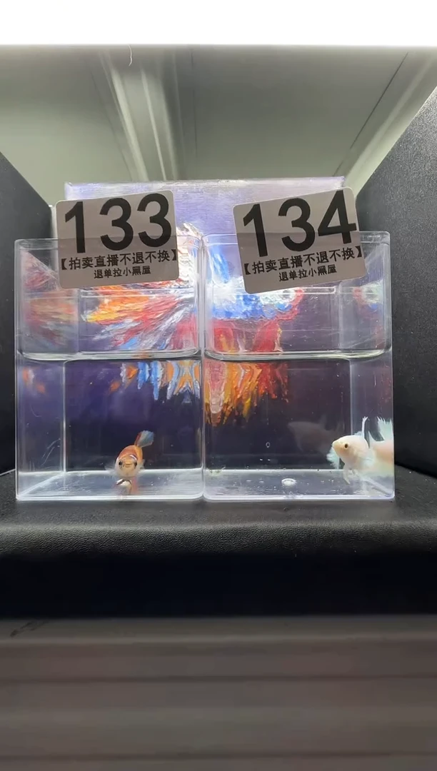 斗鱼母鱼编号：133-134