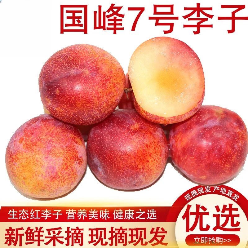 东北国峰7号李子新鲜秋李子孕妇礼盒非大红袍李子脆甜李新鲜水果