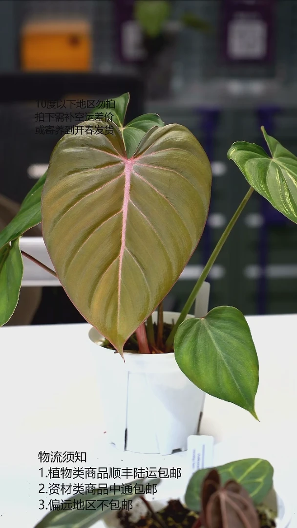 完全开放蔓绿绒pink golry