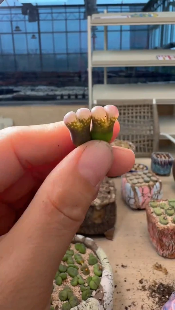 9-467多肉植物肉锥