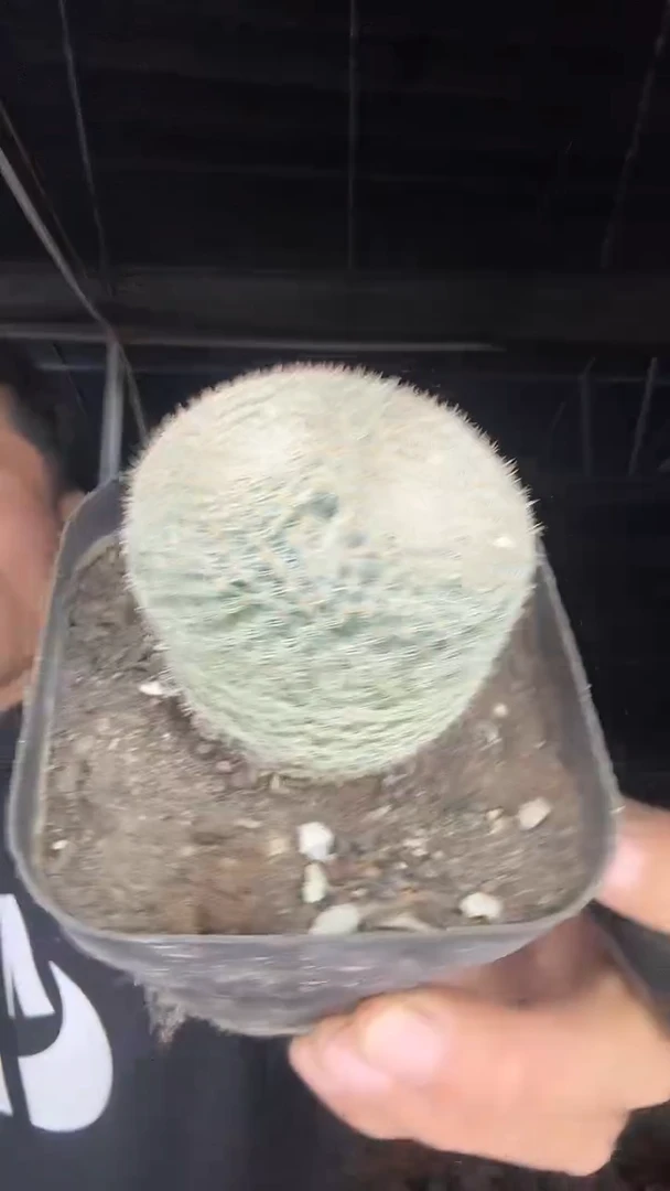 3-6    号      25.99