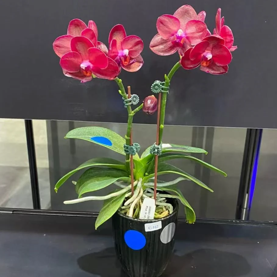 1.7寸 台大红宝石-苗 叶瑕少根  原生趣味兰 蝴蝶兰兰花