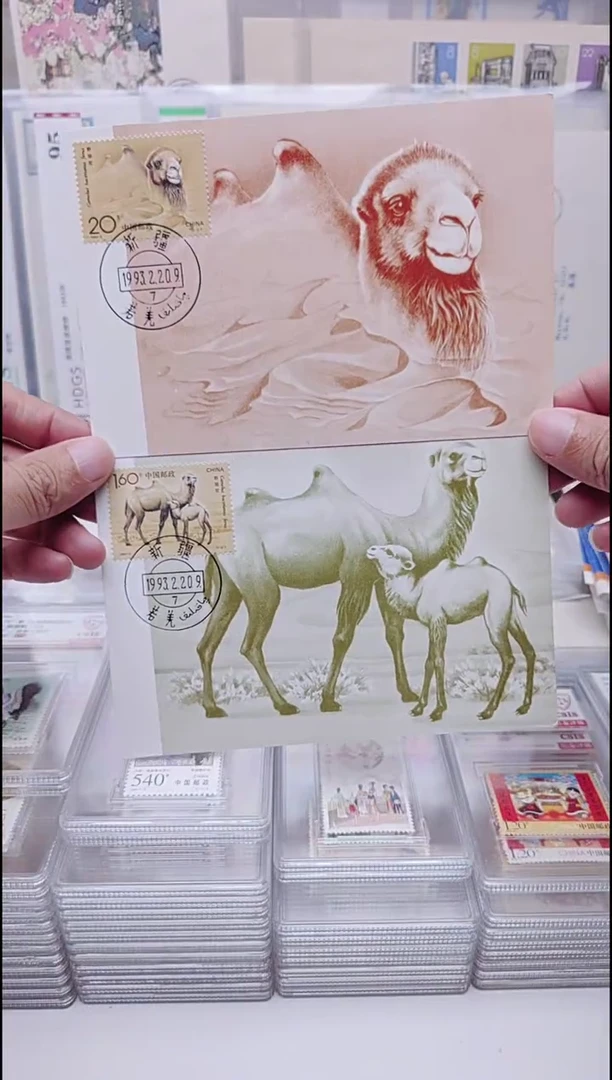 野骆驼  极限片