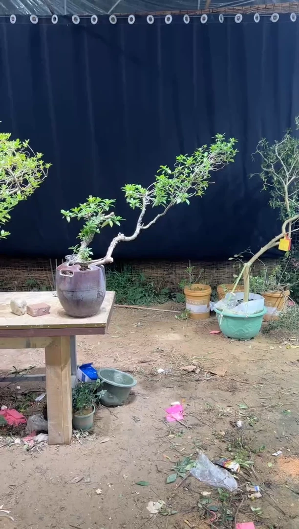 当前无花朵，栽培后可花朵青**院  海岛栀子花