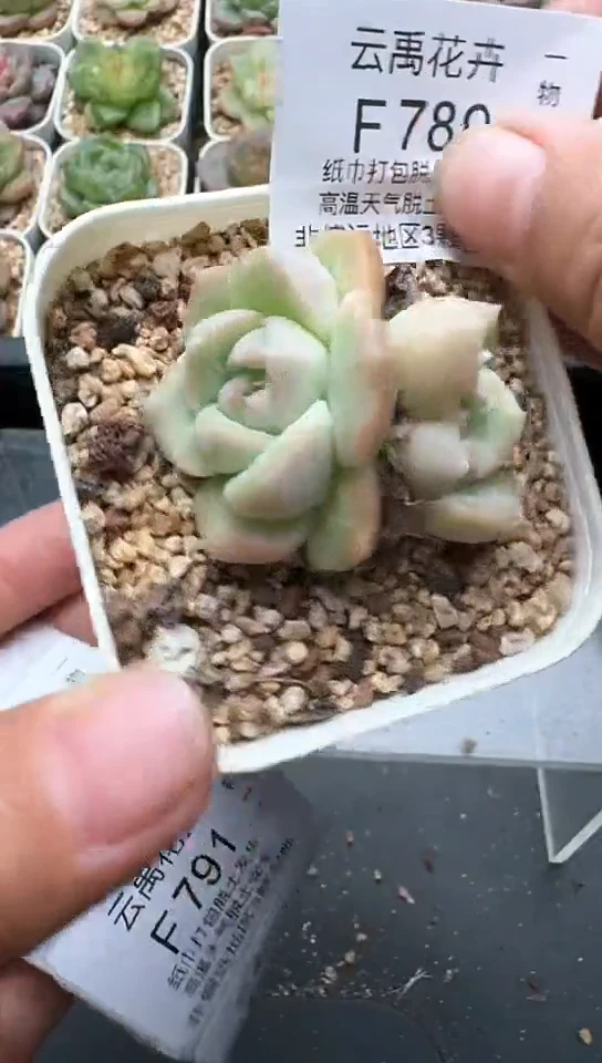 789F云禹多肉植物 默认脱土纸巾打包 3颗包邮