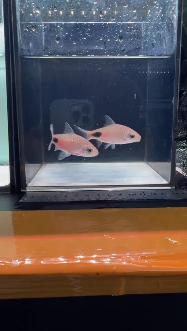 海水鱼紫红两点鲫