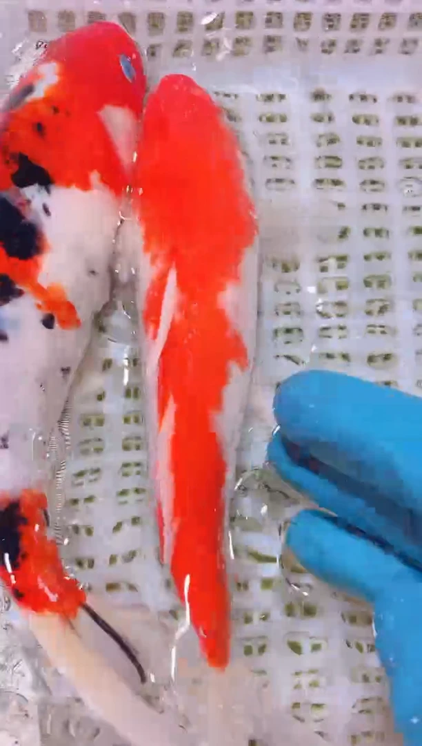 锦鲤冷水观赏鱼全场包邮152