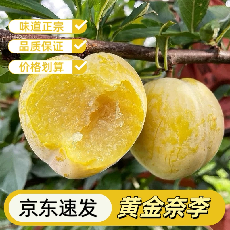 正宗湖南汝城黄金奈李现摘现发新鲜李子应季水果脆甜多汁脱骨爽口