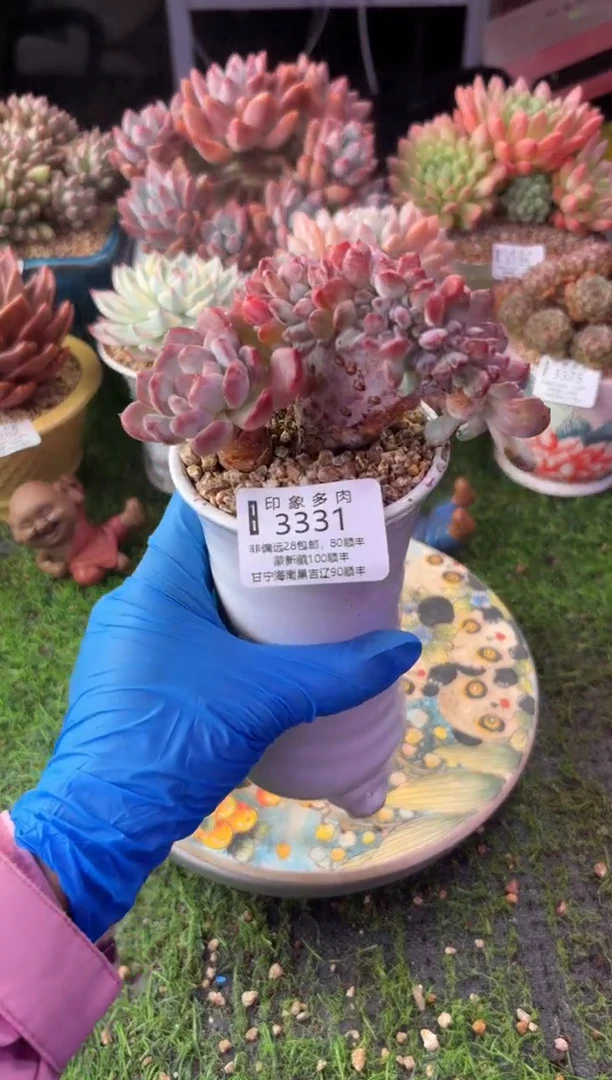 昆明印象多肉3331