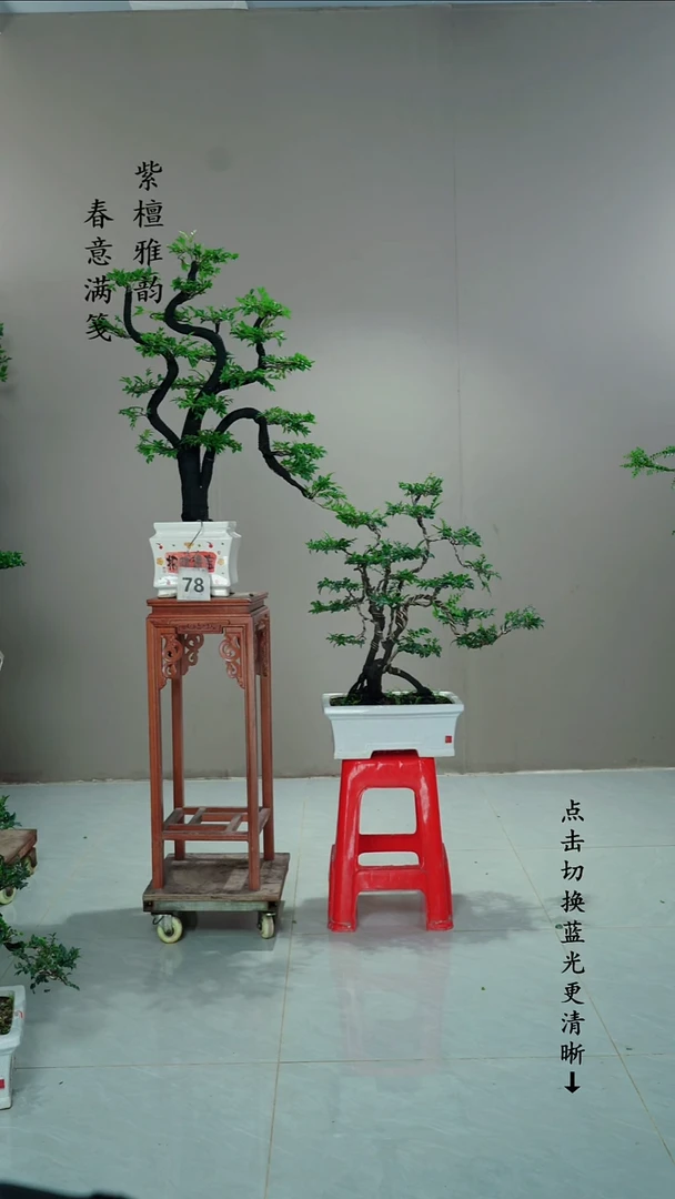 无花朵K****O78号不带盆