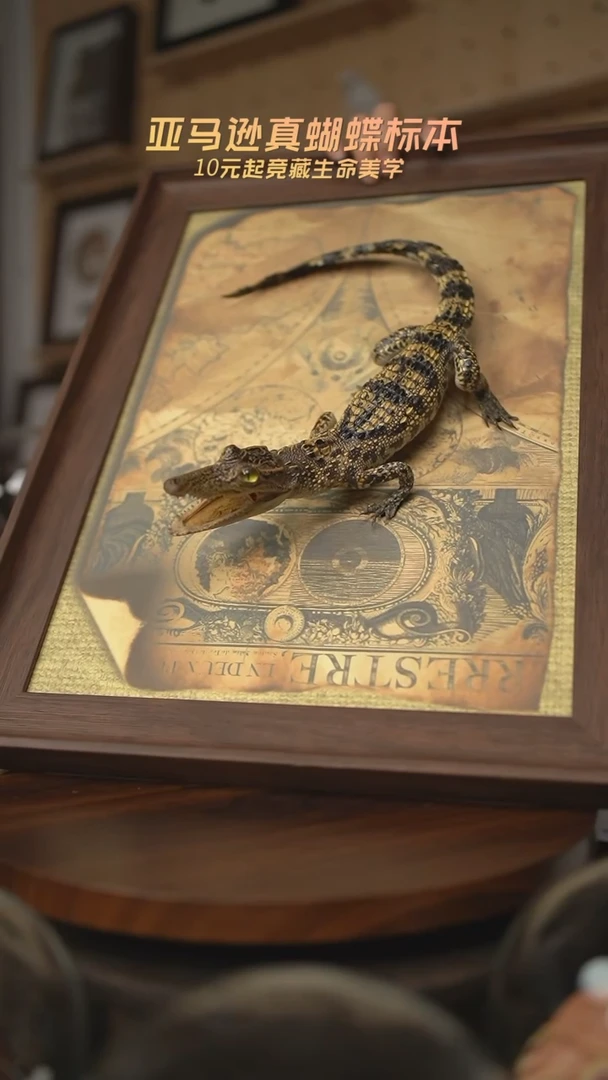 有机玻璃暹罗鳄标本C型尾巴