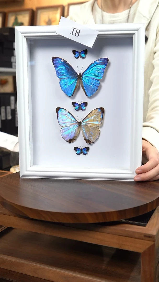 蝴蝶标本摆件竞拍i8