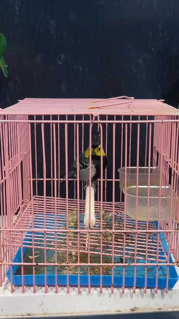 虎皮鹦鹉78号   黄颊养笼0元起拍