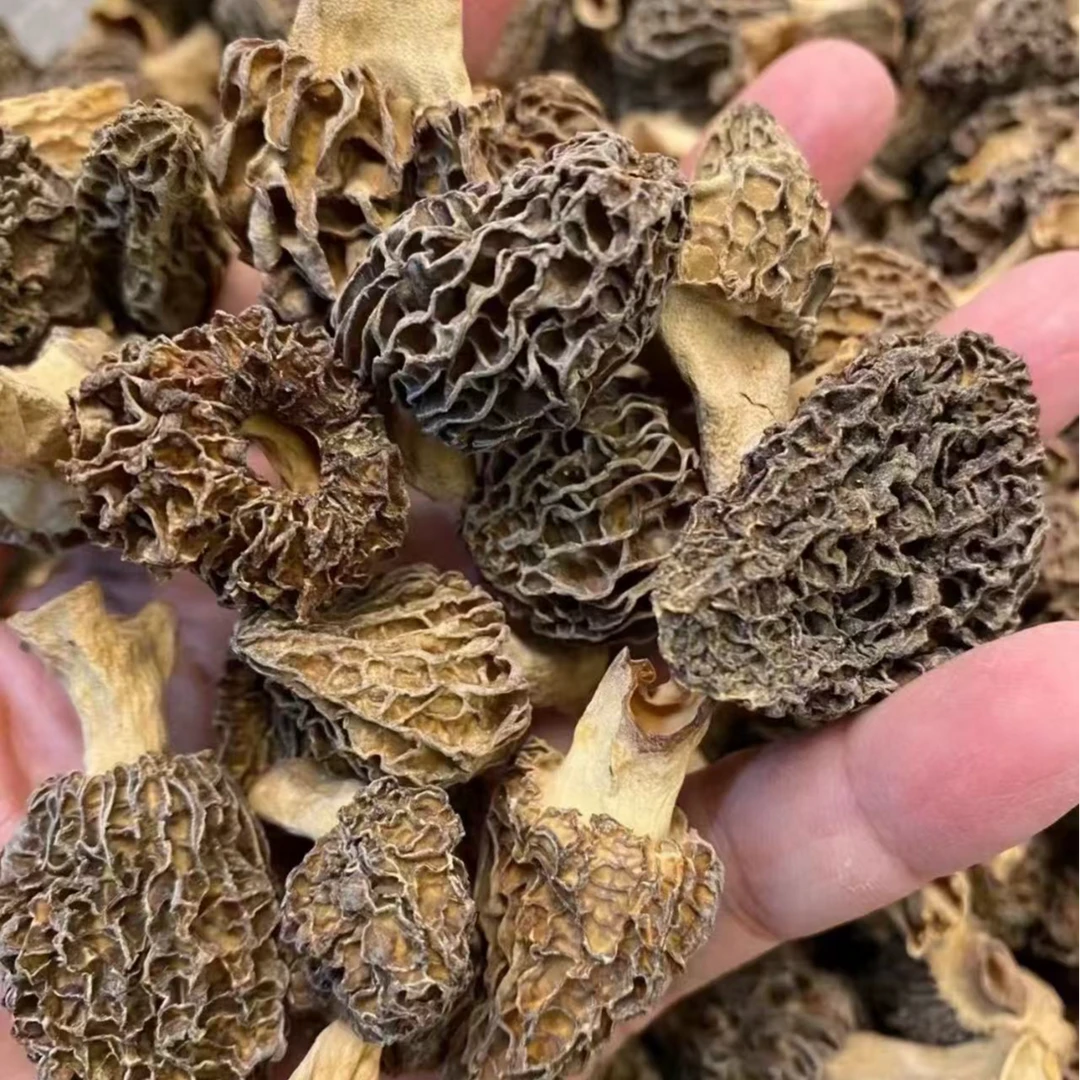 【仿野羊肚菌】云南山货溯源产地直发