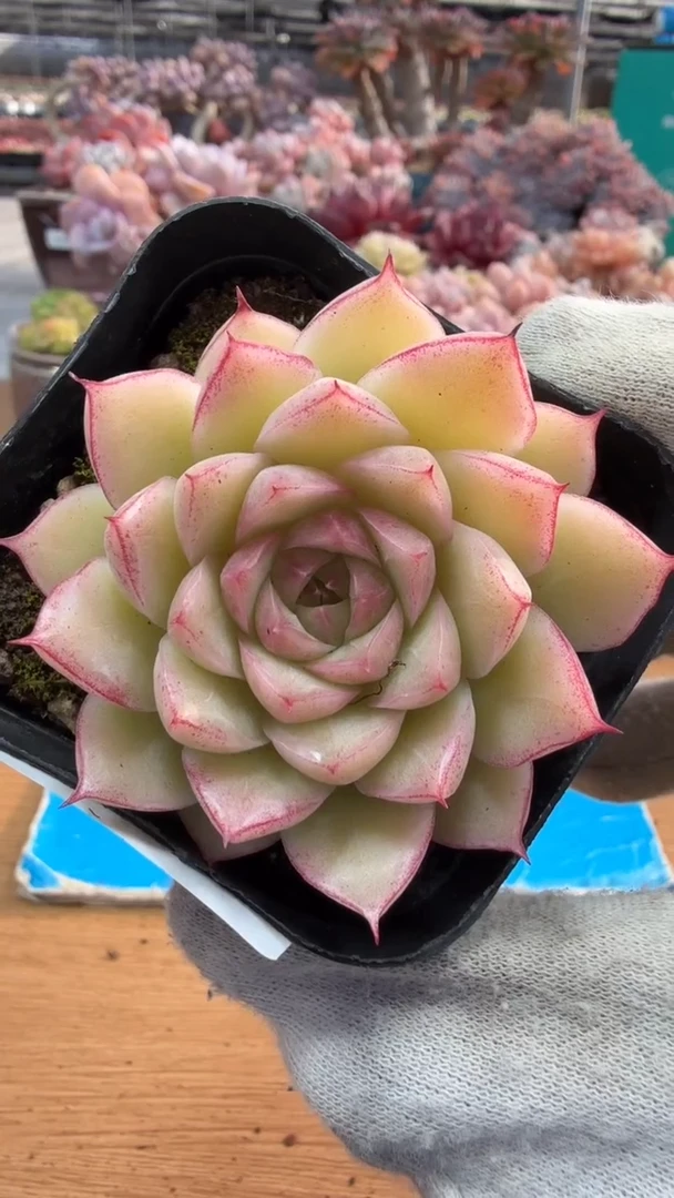 东云多肉园三店-138