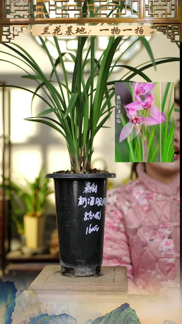 全部花苞新津胭脂