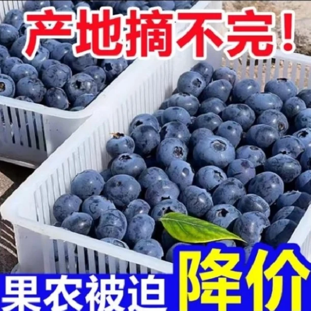 【巨无霸】22-30mm连云港果园 现摘皮薄鲜甜饱满新鲜当季水果