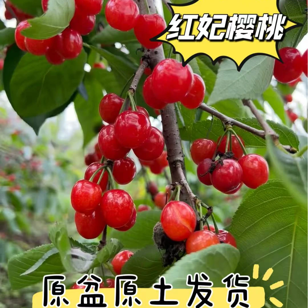 红妃樱桃 自花授粉 原盆原土发货 嫁接苗盆栽地栽庭院种植苗
