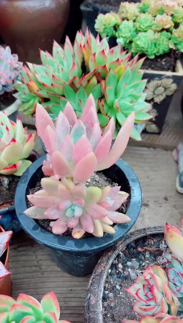 丽08066多肉植物一物一拍