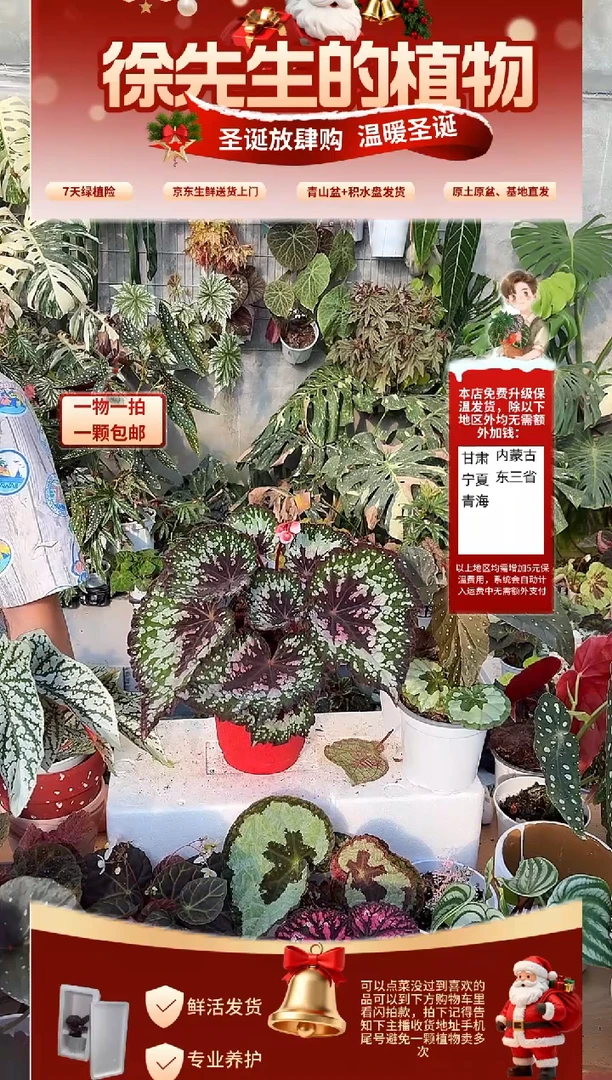 完全开放春芽秋海棠