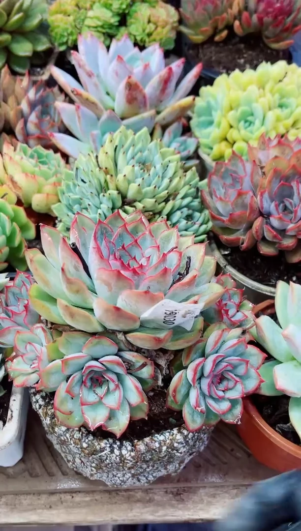 安*安19029多肉植物一物一拍