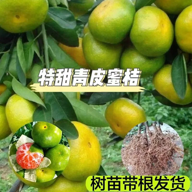 江西自己嫁接正宗特早青纯甜不酸早熟蜜桔特大薄皮