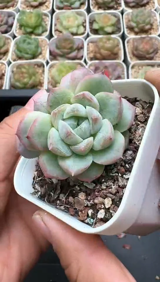 891F云禹多肉植物 默认脱土纸巾打包 3颗包邮