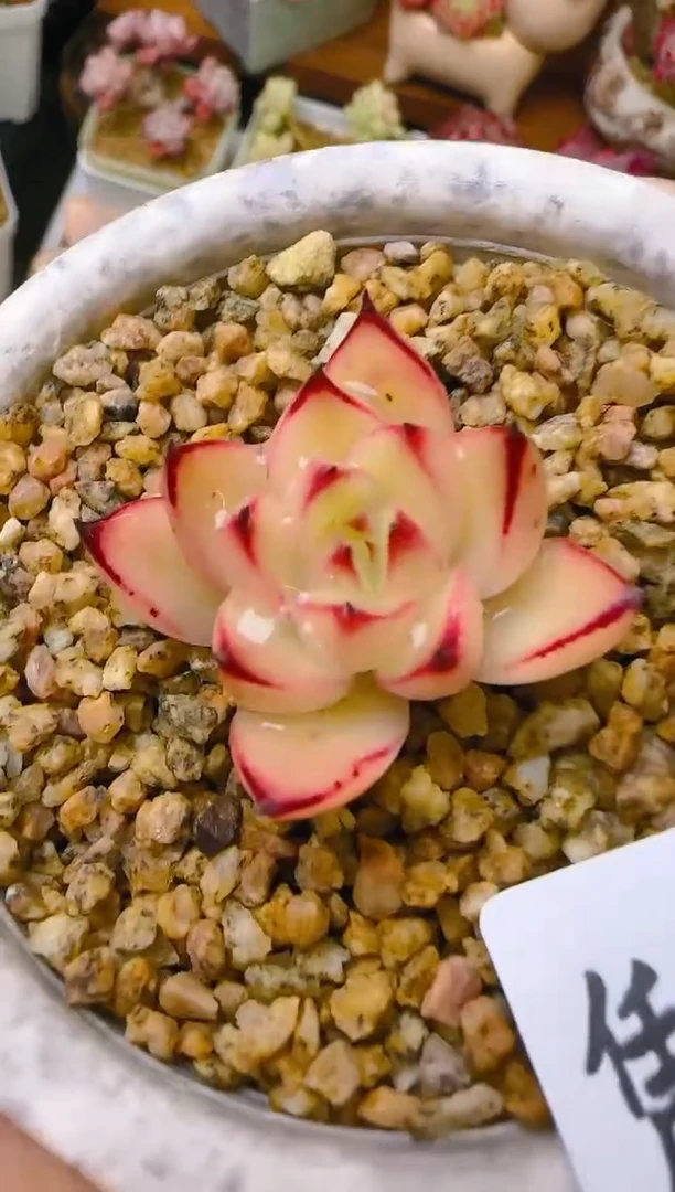 【闪购商品】凭—860—仙农（东云）