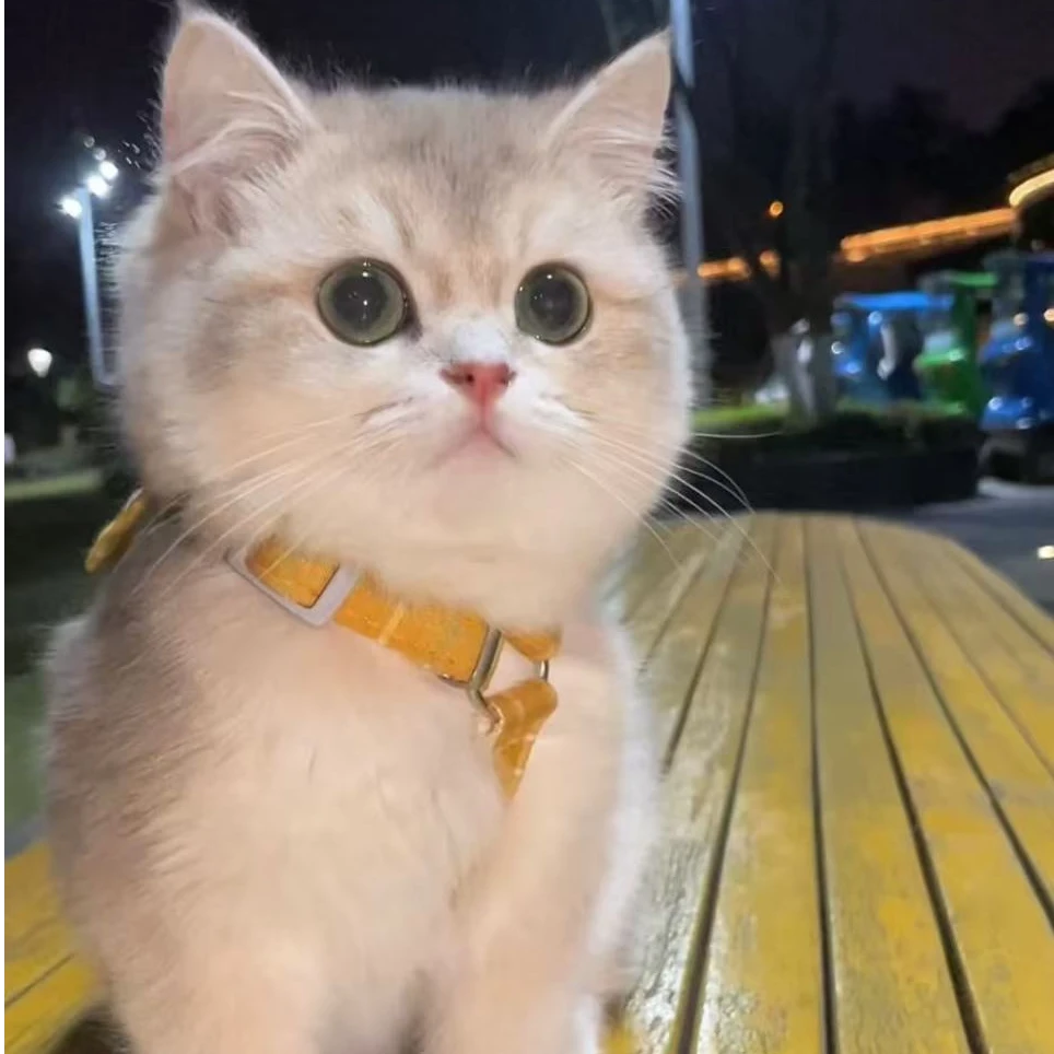【躺平猫舍】金渐层拿破仑曼基康活体高颜值萌宠