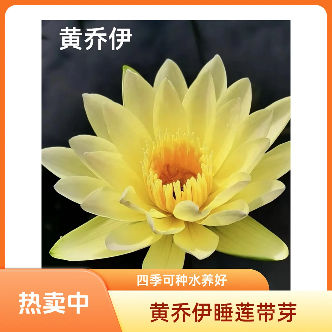 黄乔伊水培睡莲带芽植物四季水养莲花盆栽水池塘花卉带花苞根块