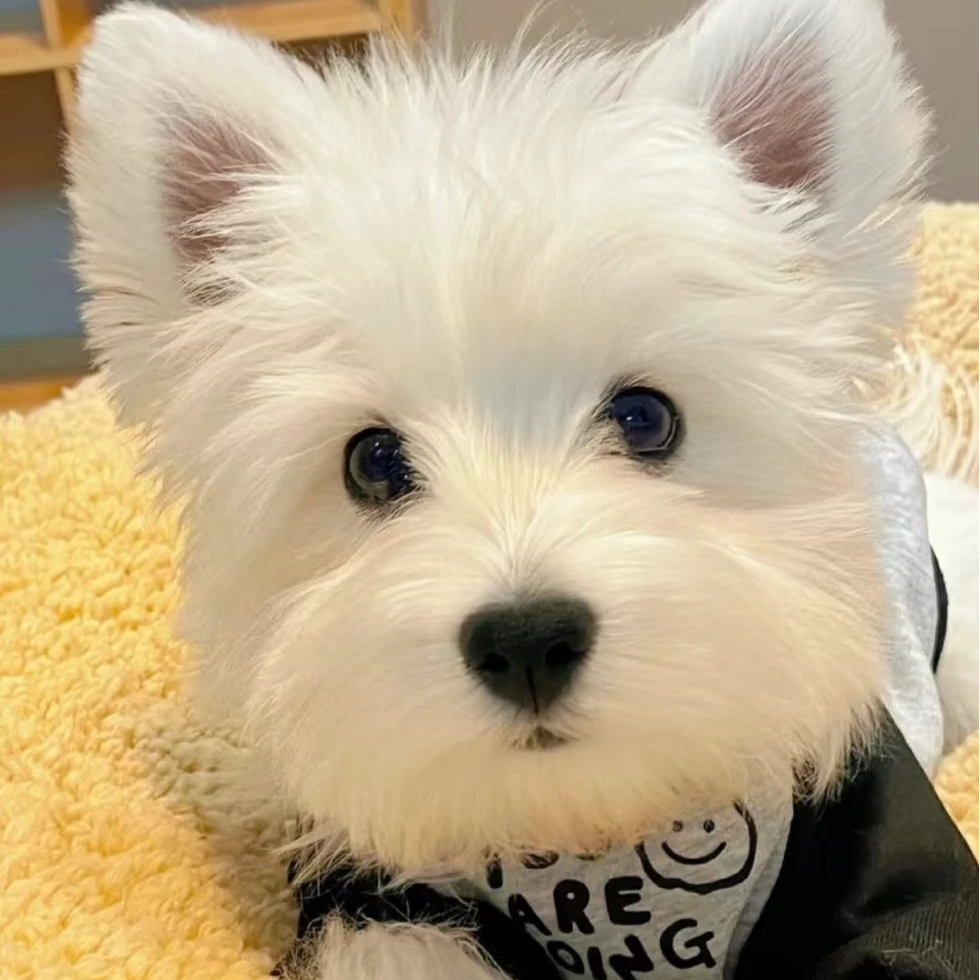 小型犬宠物狗狗链接（一物一拍）