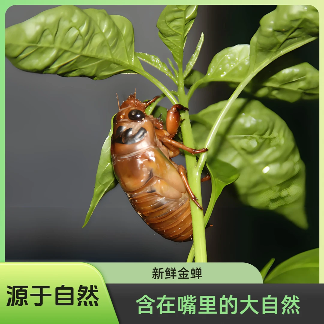 【顺丰包邮】 新鲜金蝉 爬叉猴 知了猴 活体速冻发货