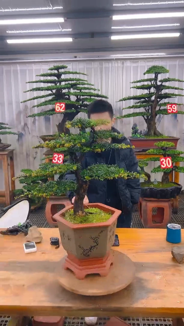 无花朵精品盆景直播间一物一拍