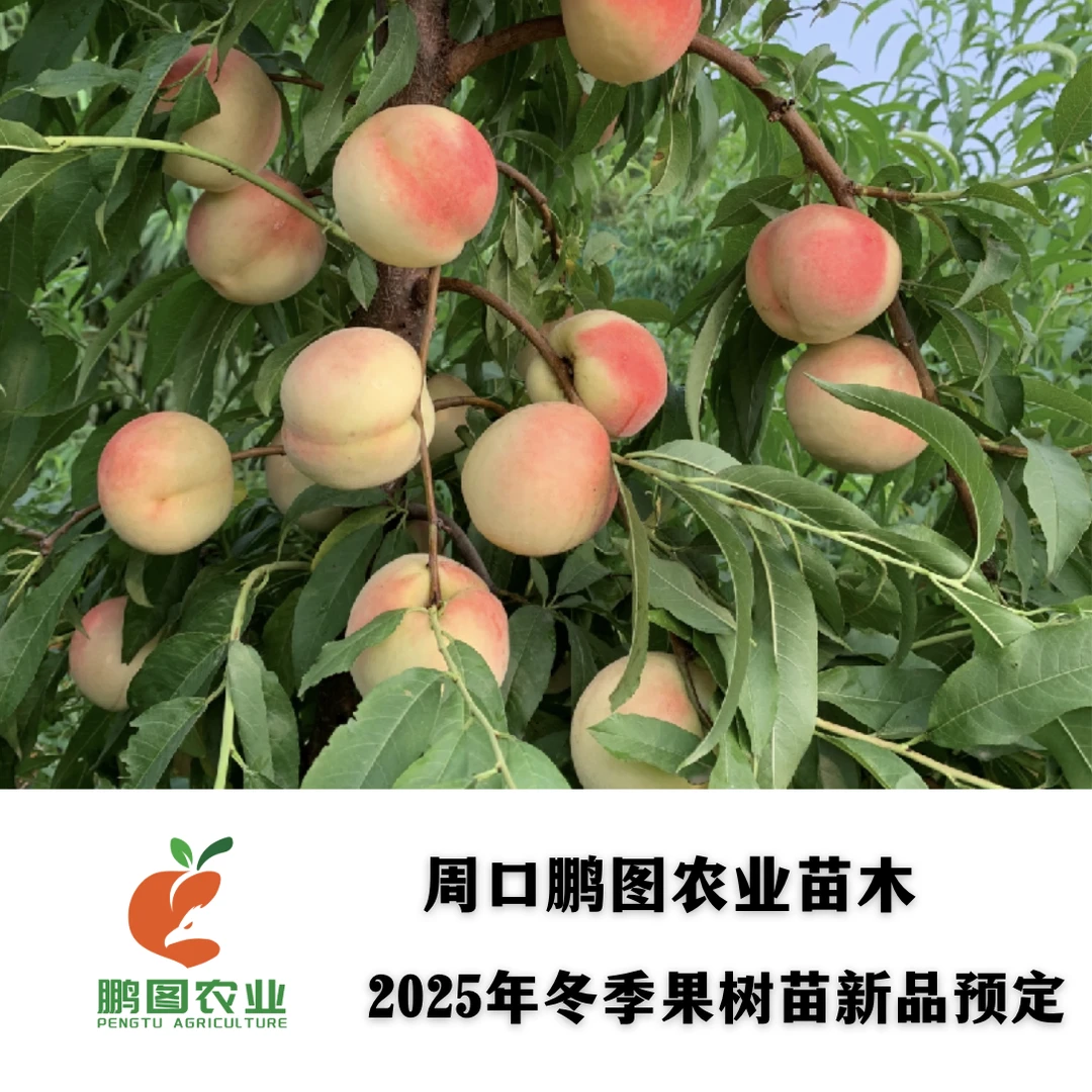 中桃抗蚜三号 抗蚜虫免套袋高颜值sh肉质 口感酥脆浓甜超长货架期