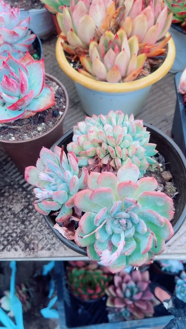 性***蛇15181多肉植物一物一拍