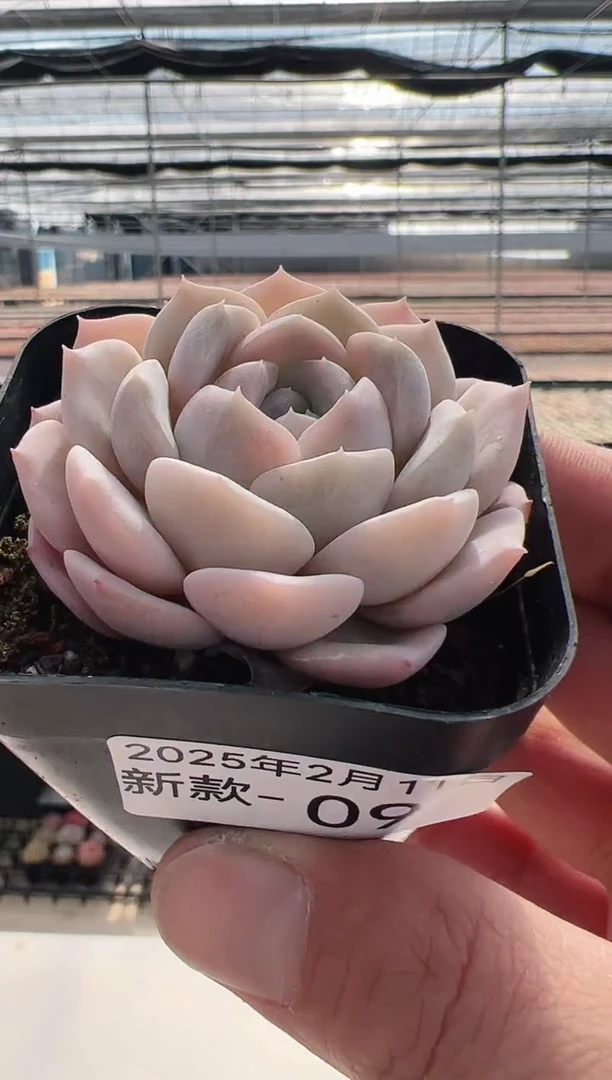 【闪购商品】新款多肉-9