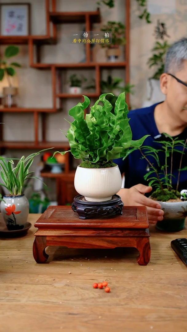 不开花植物茶****?鸟巢蕨741