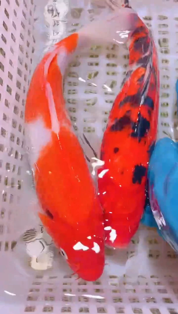 锦鲤冷水观赏鱼全场包邮88