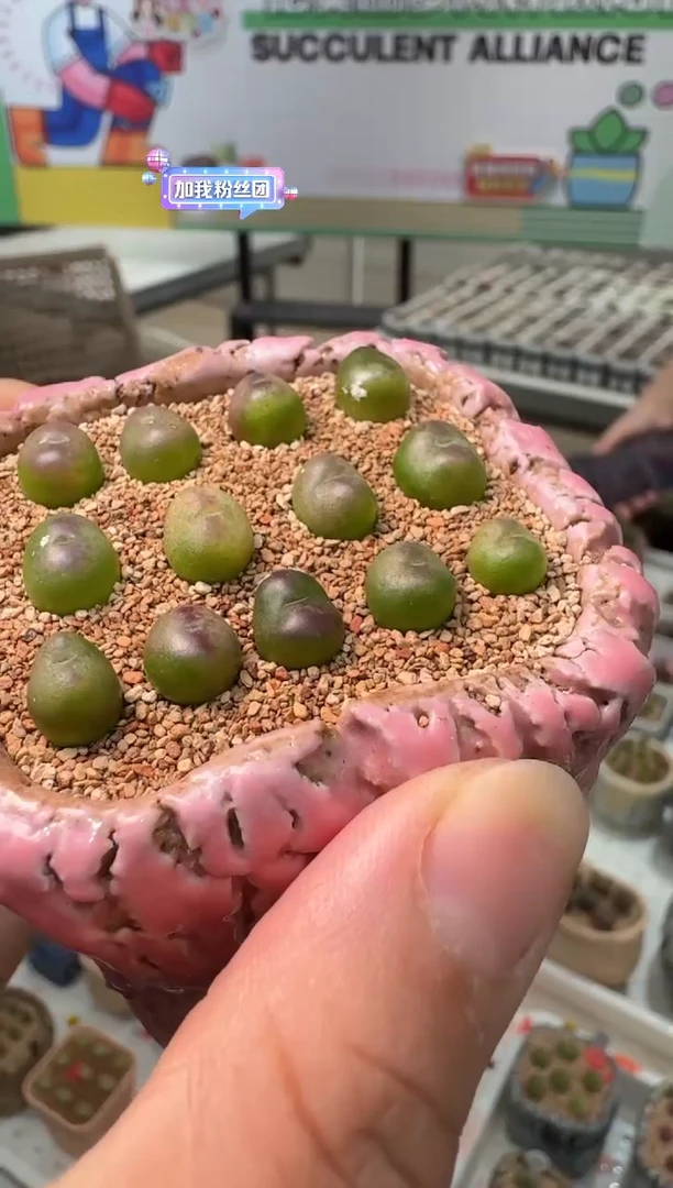 202多肉植物肉锥桃割娘杂交一颗