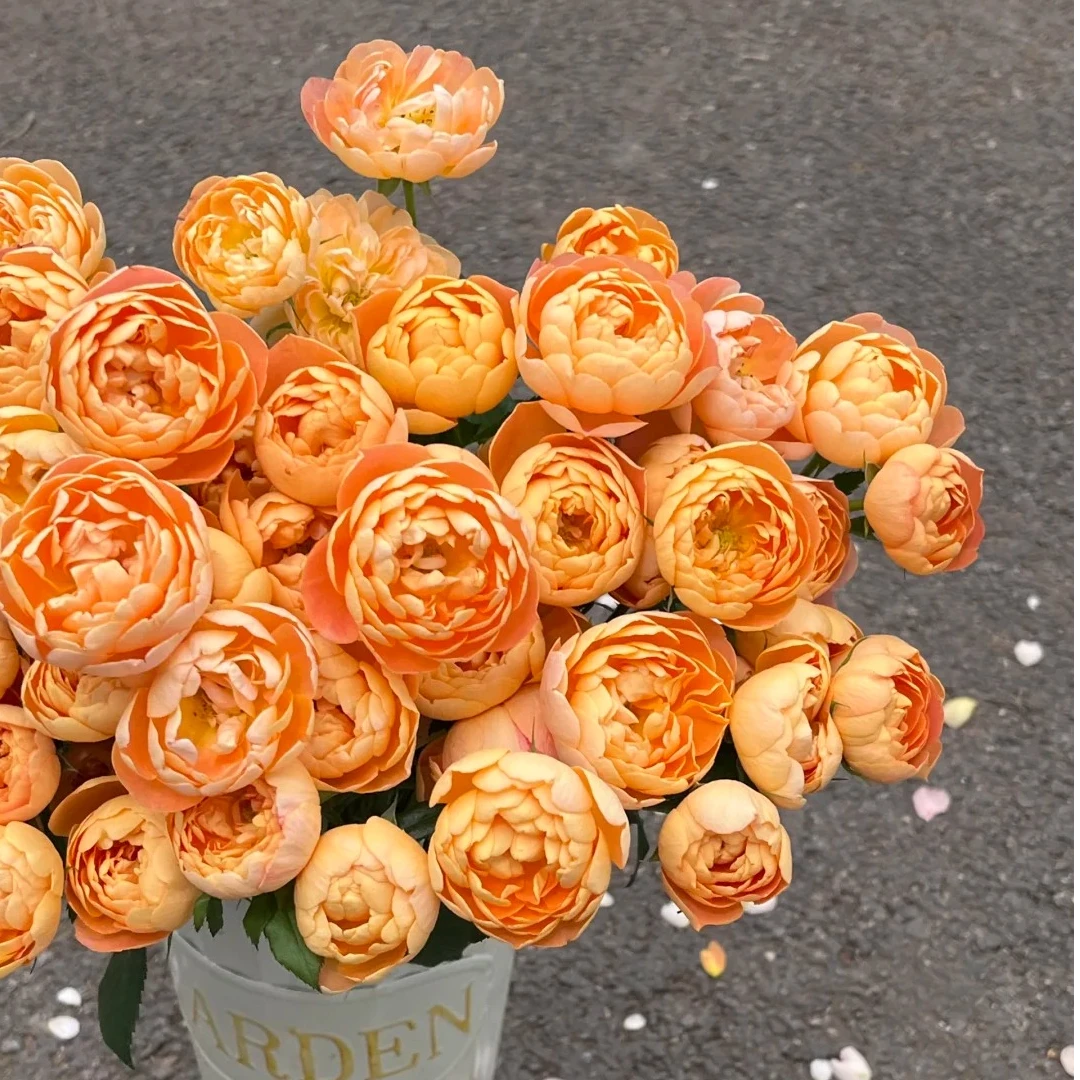 雪莲汁阳台【多头玫瑰】不耐运输，请凑单升级快递，保护花花