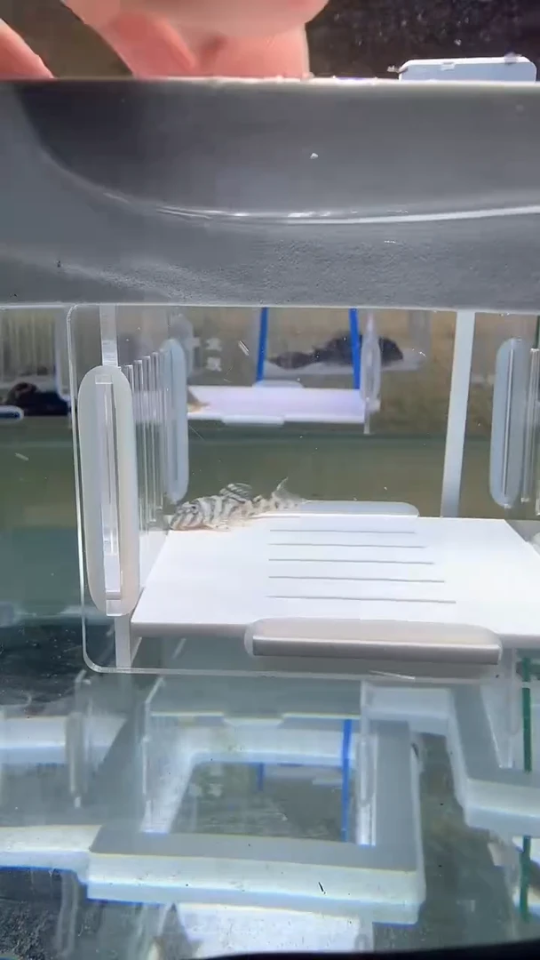 清道夫3+不包入缸损89