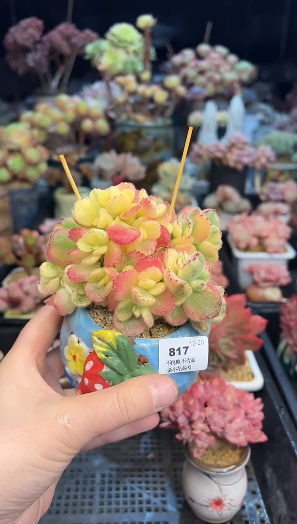 【闪购商品】817不带盆