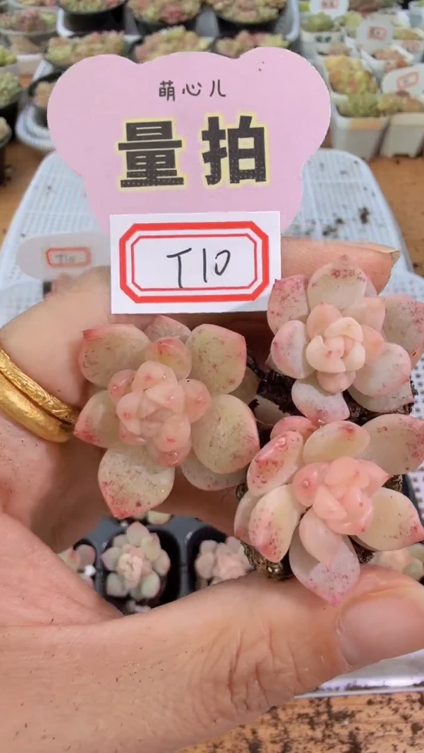 T10灯泡心单双混 3颗量拍混发 满9.9包邮
