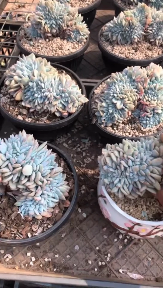 【闪购商品】大缀化59.9米