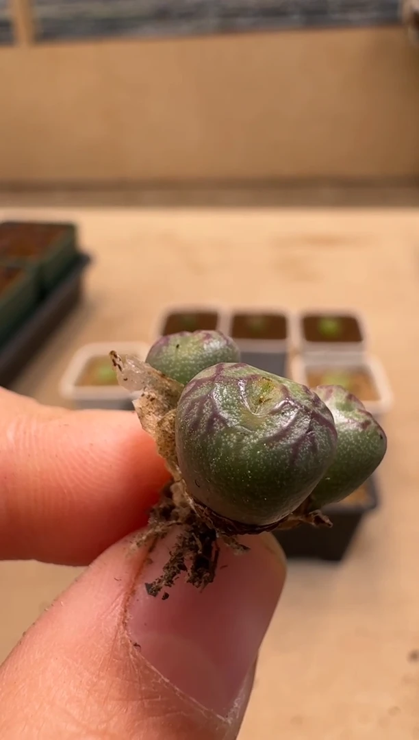 【闪购商品】1/21-75