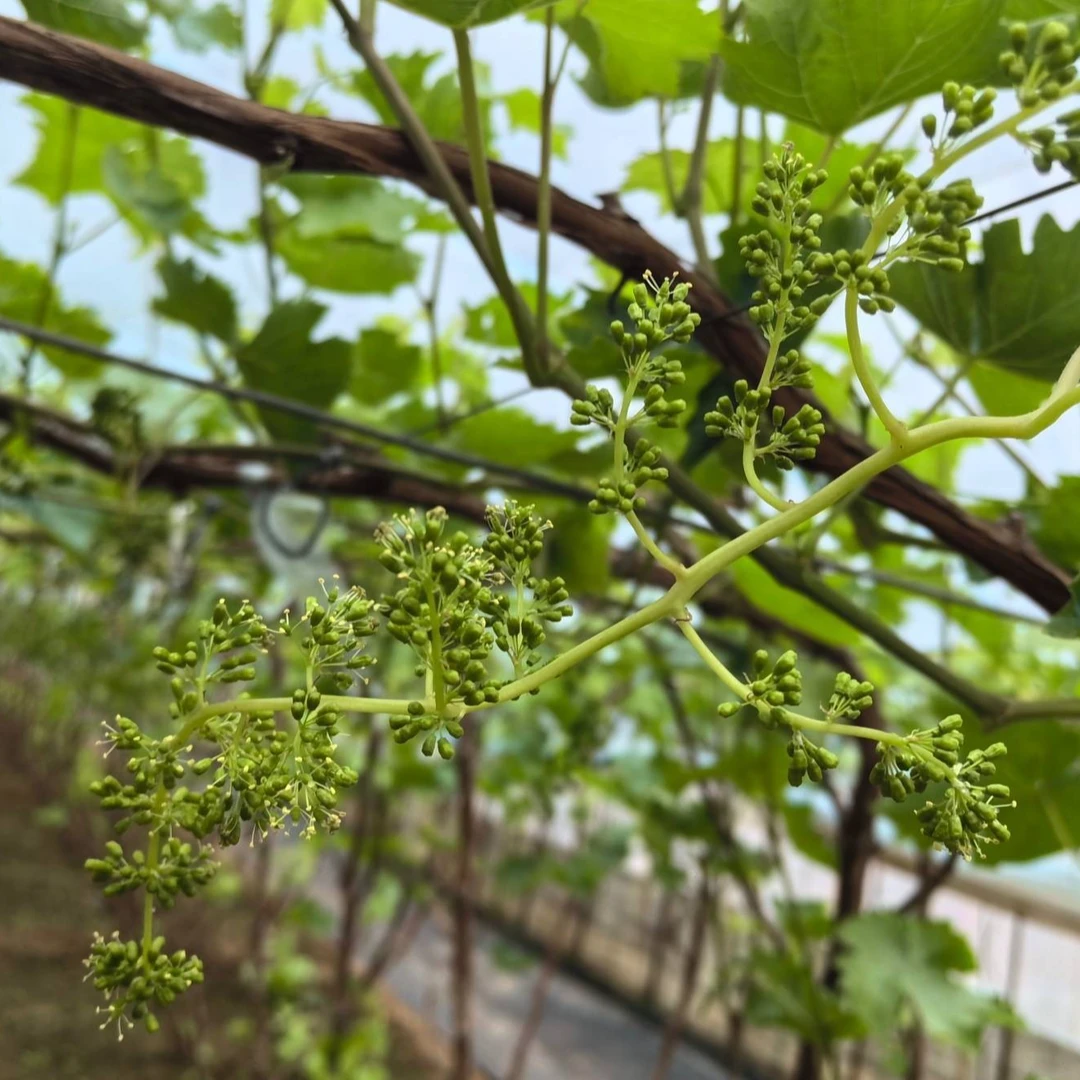 阳光 南方北方 妮娜 盆栽地栽庭院