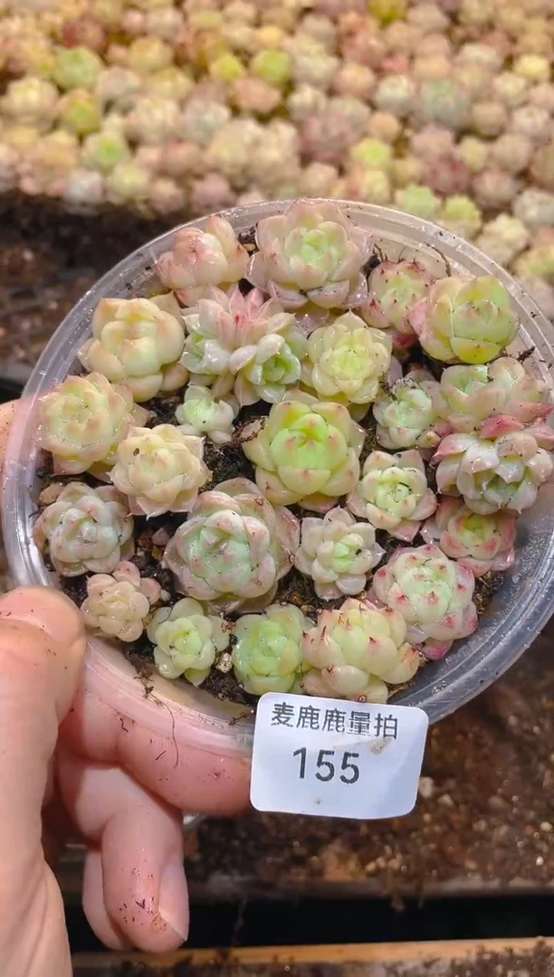 155A级麦秆女王    量拍