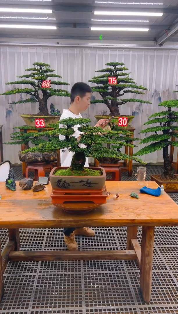 无花朵p****裤精品盆景直播间一物一拍